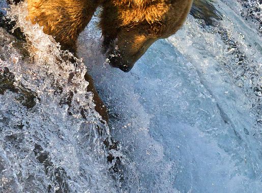 File:Grizzly Bear Fishing Brooks Falls.jpg - Wikipedia