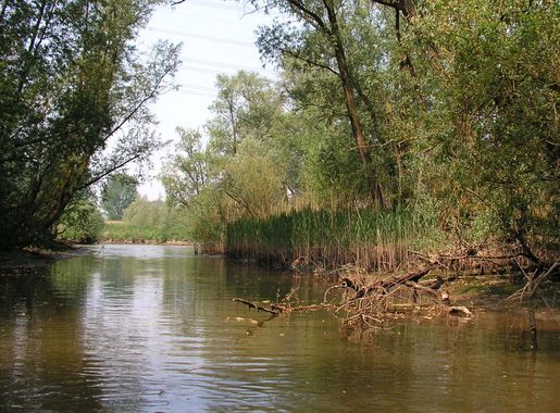 Bestand:Biesbosch 1.jpg - Wikipedia