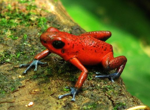 File:Oophaga pumilio-Tortuguero1.jpg - Wikipedia