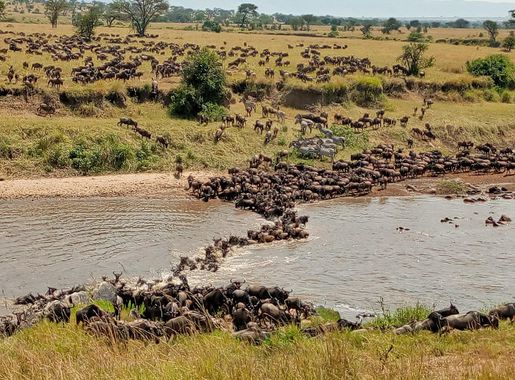 File:Great Migration in Mara River, Serengeti by Tanzania GET Safaris.jpg -  Wikimedia Commons