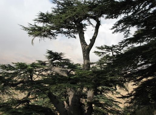 File:Cedars of God (Lebanon cedar forest), Lebanon.jpg - Wikimedia Commons