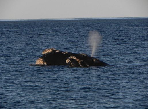 File:Mother and calf - Right whale.jpg - Wikimedia Commons