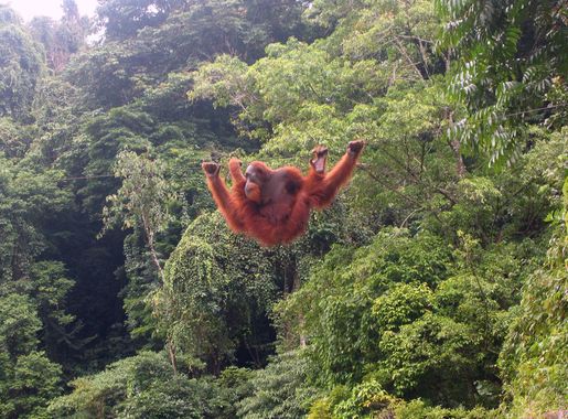 Berkas:Orang-utan bukit lawang 2006.jpg - Wikipedia bahasa Indonesia,  ensiklopedia bebas