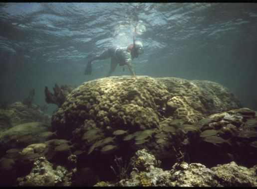 File:SNORKELING AT JOHN PENNEKAMP CORAL REEF STATE PARK NEAR KEY LARGO.  LONG-TIME DIVERS HERE SAY THAT DREDGING AND FILL... - NARA - 548681.jpg -  Wikimedia Commons