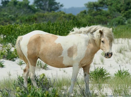 File:Wild Pony at Assateague.jpg - Wikimedia Commons