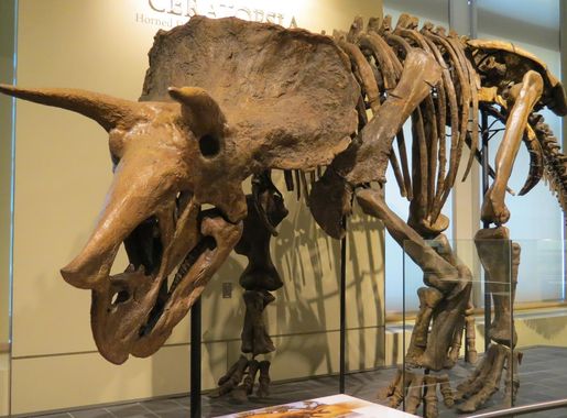 File:Canadian Museum of Nature Triceratops.jpg - Wikimedia Commons