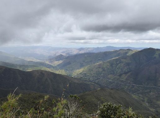 File:Podocarpus Ecuador212.JPG - 维基百科，自由的百科全书