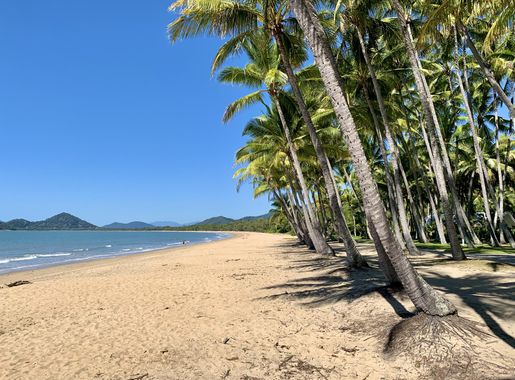 File:Palm trees at Palm Cove Beach, Queensland, 2020, 06.jpg - Wikimedia  Commons