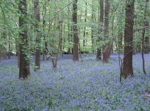 File:Hallerbos Bluebells.jpg - Wikimedia Commons