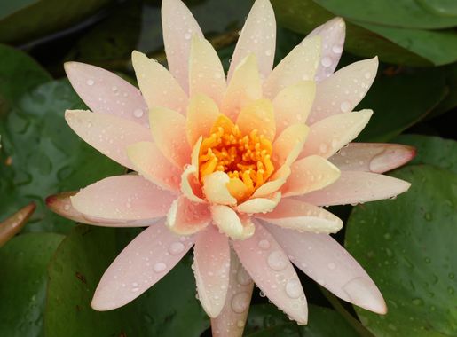 Brooklyn Botanic Garden - Wikipedia
