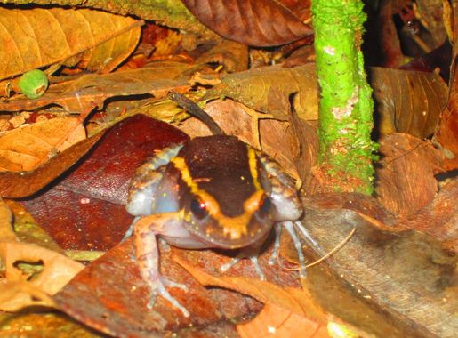 File:Spot-legged poison frog (Ameerega picta) (1).JPG - Wikimedia Commons