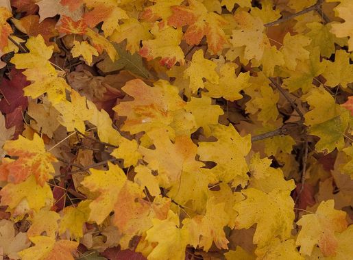 File:Acer grandidentatum leaves.jpg - Wikimedia Commons
