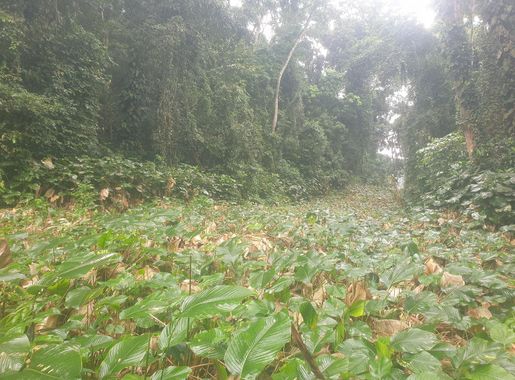 File:WikiConvFr23 en Cote d'Ivoire visite du parc national du Banco Abidjan  05.jpg - Wikimedia Commons