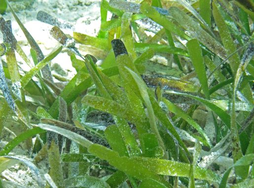 File:Thalassia testudinum (turtle grass) (South Pigeon Creek estuary, San  Salvador Island, Bahamas) 2 (16043820341).jpg - Wikimedia Commons