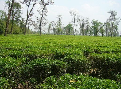 File:Tea Garden in Jaflong Sylhet Bangladesh 05.JPG - Wikimedia Commons
