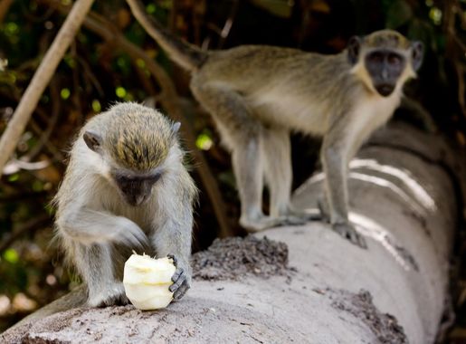 File:Abuko Monkey.jpg - Wikimedia Commons