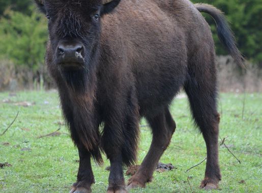 Work to begin on new bison enclosure - Chickasaw National Recreation Area  (U.S. National Park Service)