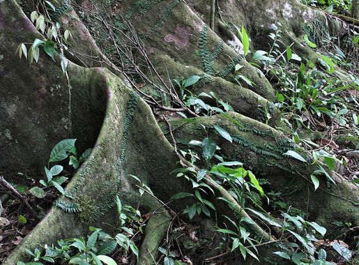 File:Rainforest Buttress Roots ST Lucia 2012 01 0340.jpg - Wikimedia Commons