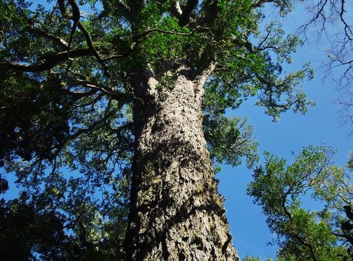 File:ZA-NP-gardenroute-tsitisk-bigtree.jpg - Wikimedia Commons