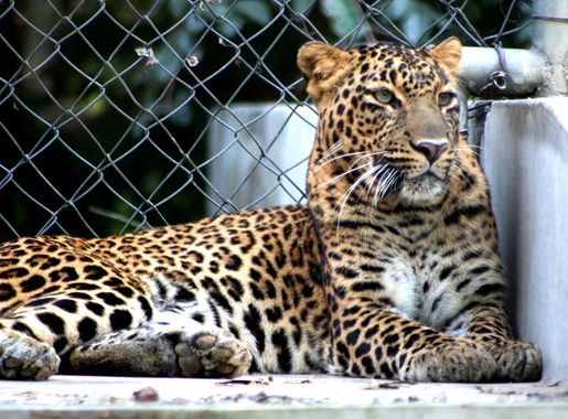 File:Leopard Kanpur Zoo.JPG - Wikimedia Commons