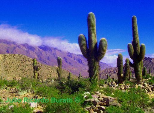 File:Cardones en Humahuaca.jpg - Wikimedia Commons