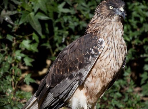 File:Circus approximans -Hamilton Zoo, New Zealand-8a.jpg - Wikipedia