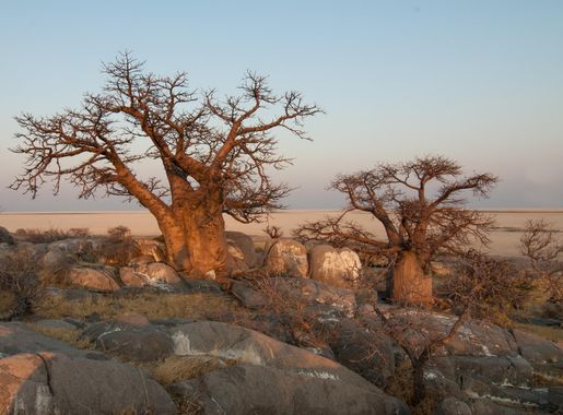 Free Images : landscape, tree, rock, wilderness, desert, savanna, baobab,  botswana, natural environment, woody plant 3226x2151 - - 746035 - Free  stock photos - PxHere