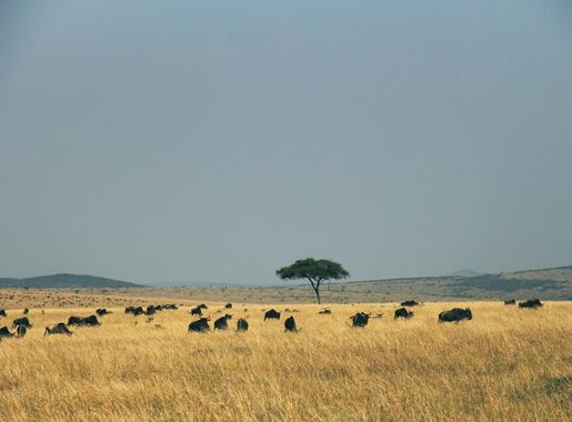 Free picture: Africa, animal, landscape, land, field, grass