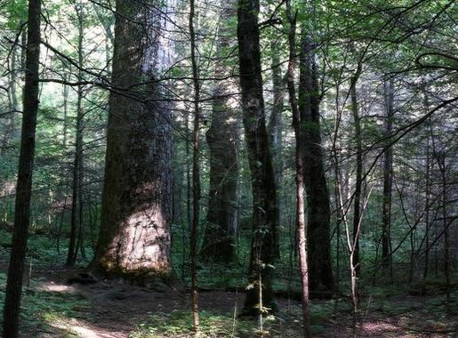 File:Joyce Kilmer Forest Pano-27527.jpg - Wikimedia Commons