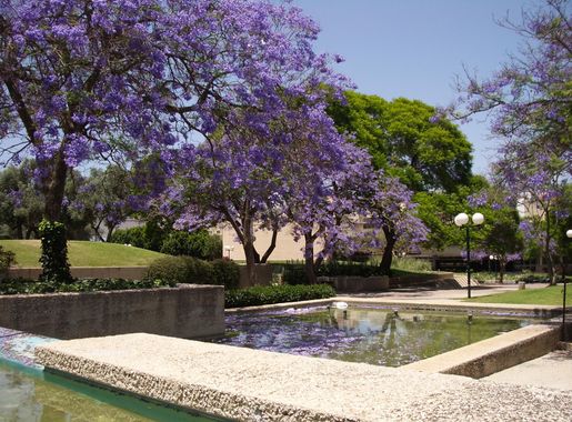 Stampa:Kfar Saba spring in the city.JPG - Wikipedija