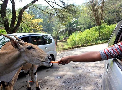 Berkas:Feeding the Animal at Taman Safari.JPG - Wikipedia bahasa Indonesia,  ensiklopedia bebas