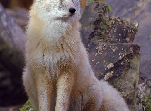dark gray fox post farm. | Free Photo - rawpixel