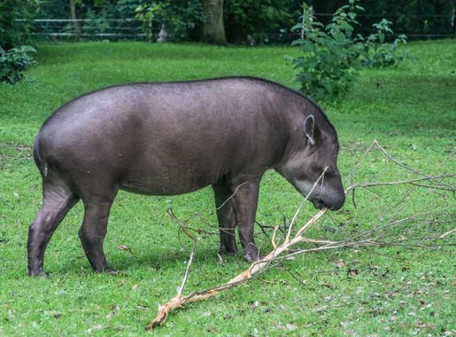 File:Fota Wildlife Park is set on the scenic Fota Island in the heart of  Cork Harbour (7170521765).jpg - Wikimedia Commons