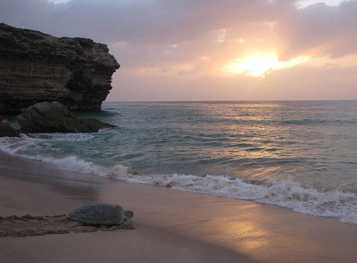 File:Green trurtle at ras al jinz oman.JPG - Wikipedia