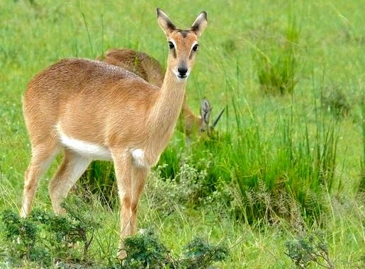 Oribi - Wikipedia