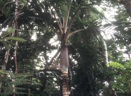 Fichier:Chambeyronia lepidota.jpg — Wikipédia