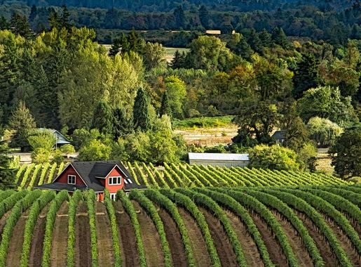 Free Images : landscape, tree, vineyard, field, farm, lawn, house, leaf,  flower, building, green, autumn, scenery, botany, agriculture, trees,  shrub, plantation, digitalart, botanical garden, hss, oregon, processed,  willamettevalley, thechallengegame ...