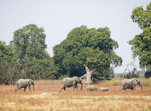 File:Herd Bush Elephants Lupande Zambia Jul23 A7C 06143.jpg - Wikimedia  Commons