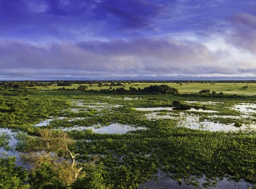 File:Pantanal, Mato Grosso, Brasil.jpg - Wikipedia