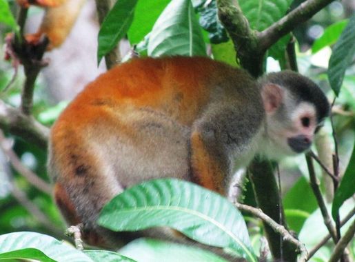 Archivo:Mono Titi Saimiri Oerstedii P N Manuel Antonio.JPG - Wikipedia, la  enciclopedia libre