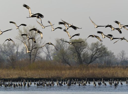 File:Sandhill Migration on the Platte River (7371874564).jpg - Wikimedia  Commons