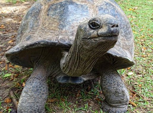 File:Aldabra Female on Curieuse.JPG - Wikimedia Commons