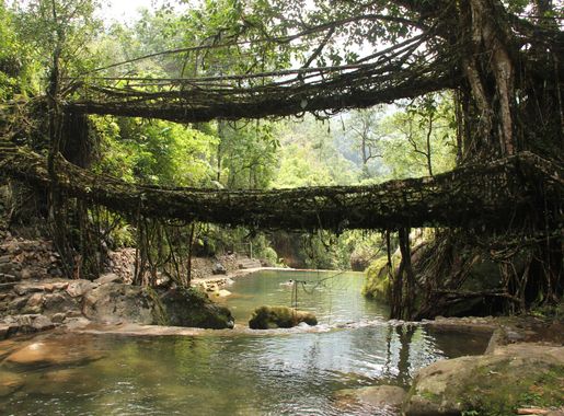 File:Living root bridges, Nongriat village, Meghalaya2.jpg - Wikipedia