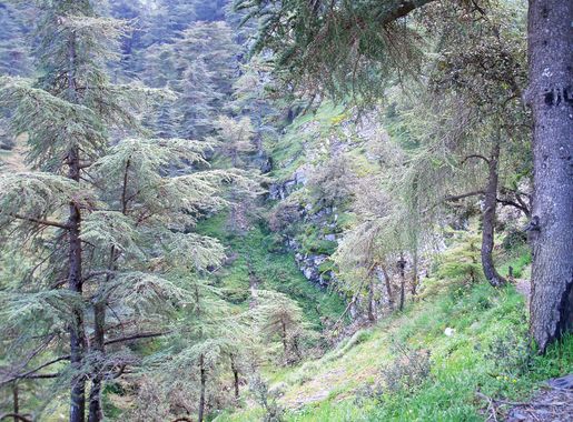 File:Pinars.JPG - Wikimedia Commons