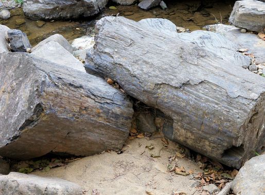 Archivo:Puyango fossil tree 02.JPG - Wikipedia, la enciclopedia libre
