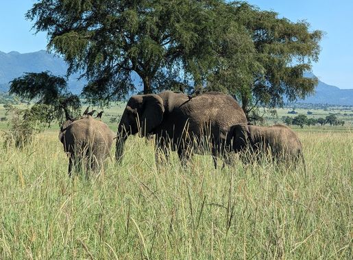 File:Elephants in Kidepo Valley National Park 02.jpg - Wikimedia Commons