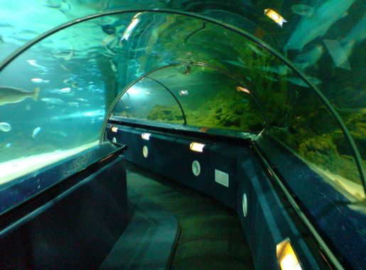 File:Aquarium Tunnels, Kelly Tarlton Aquarium.jpg - Wikimedia Commons