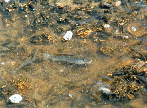 File:Magadi hot springs Alcolapia grahami.jpg - Wikipedia