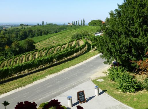 Slika:Hotel Jeruzalem Ivanjkovci Vineyards 208.JPG - Wikipedija, prosta  enciklopedija