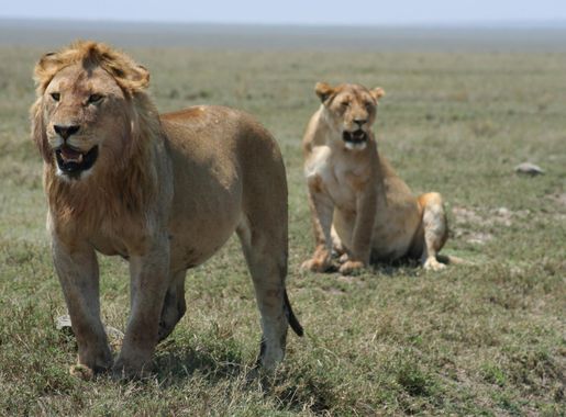 File:Lions in Serengeti.jpg - Wikimedia Commons